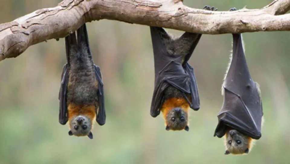 വവ്വാലിന്റെ കടിയേറ്റ കുഞ്ഞിന് പേവിഷബാധ ; സമ്പര്‍ക്കത്തിലായവർക്കും പരിശോധന