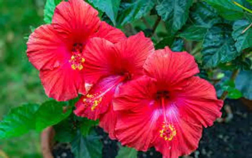 ക്യാൻസർ കോശങ്ങളുടെ വളർച്ച കുറയ്‌ക്കും;ഹൃദയത്തിനും കരളിനും ആരോഗ്യം നൽകും;ചെമ്പരത്തിയുടെ ആരോ​ഗ്യ ​ഗുണങ്ങൾ എന്തൊക്കെയെന്ന് നോക്കാം...