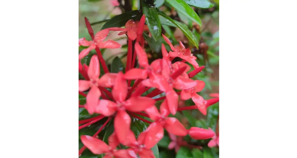 പൂവിന്റെ നിരാശ (കഥ)