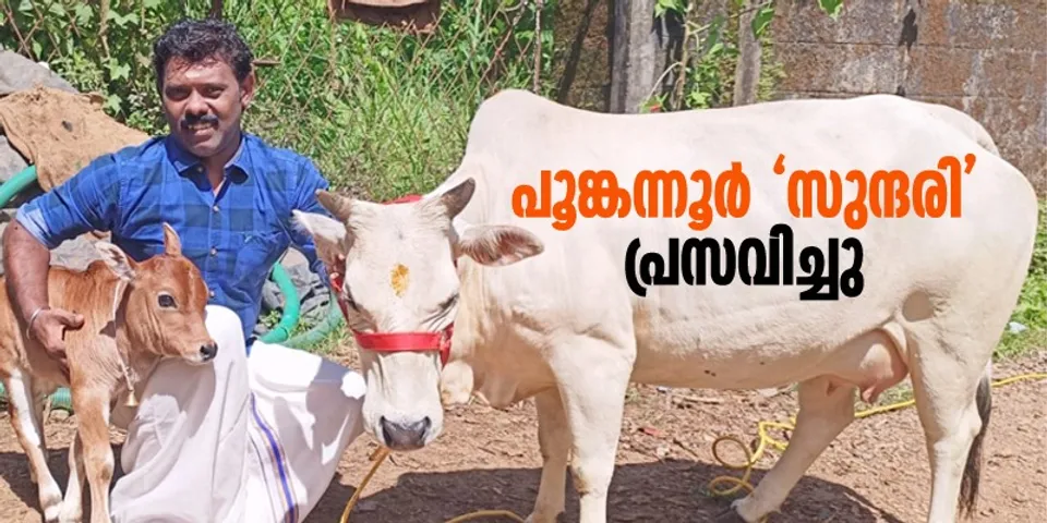 കാളക്കുട്ടന് ജന്മം നൽകി താണിക്കുടത്തെ ഹരീഷിന്റെ പൂങ്കന്നൂർ 'സുന്ദരി'