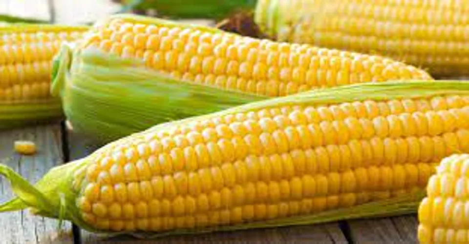 ചോളം കഴിക്കുന്നതുകൊണ്ടുള്ള ആരോ​ഗ്യ ​ഗുണങ്ങൾ എന്തൊക്കെയാണെന്ന് നോക്കാം..