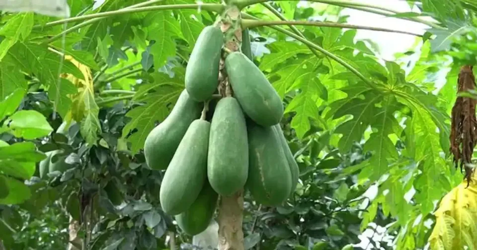 പപ്പായ പറിക്കുന്നതിനെ ചൊല്ലിയുള്ള തർക്കം; അമ്മായി അമ്മയെ വെട്ടി പരിക്കേൽപ്പിച്ച് മരുമകൾ, കേസെടുത്ത് പോലീസ്