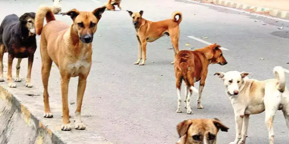 ഡൽഹിയിൽ തെരുവുനായ്കളിൽ മാരക ഫംഗസ്‌ സാന്നിധ്യം സ്ഥിരീകരിച്ചു