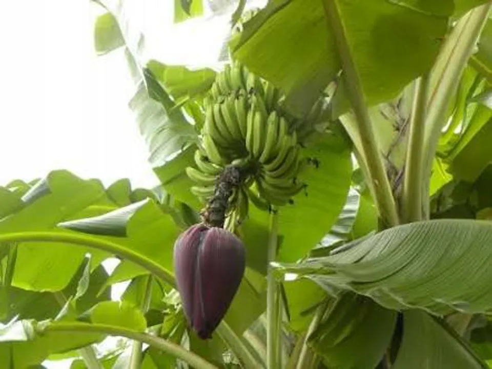 കേരളത്തിലെ മണ്ണില്‍ നന്നായി വളരുന്ന വാഴ