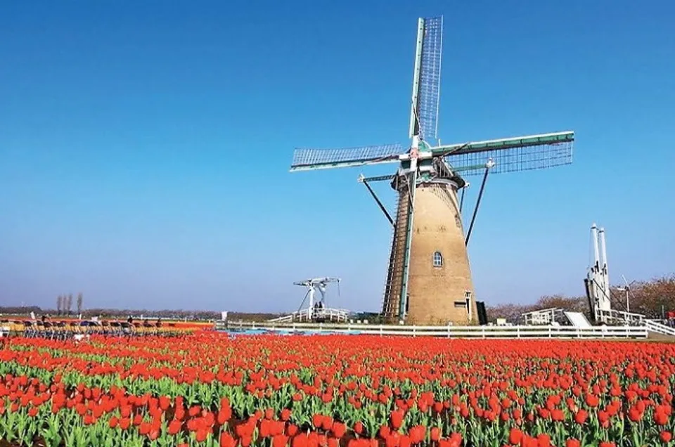 കൊറോണയുടെ ബലിപീഠത്തിൽ ട്യൂലിപ്പ് പുഷ്‌പങ്ങളും ! സന്ദർശകരെ നിയന്ത്രിക്കാനാവാതെ വന്നപ്പോൾ അരിഞ്ഞുതള്ളിയത് 8 ലക്ഷത്തോളം പൂക്കൾ !