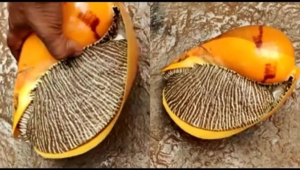 അപൂര്‍വ്വങ്ങളിൽ അപൂർവ്വമായ ഒച്ചിന്റെ വില 18000 രൂപ