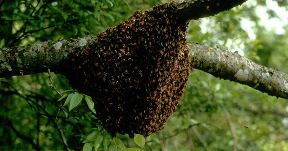 മലപ്പുറത്ത് തേനീച്ചയുടെ കുത്തേറ്റ കർഷകൻ ചികിൽസയിലിരിക്കെ  മരിച്ചു