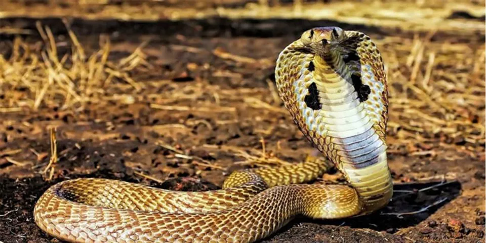 ദിവസവും പാമ്പു കടിക്കുന്നതു സ്വപ്നം കാണുന്നു; പാമ്പിനെ വച്ചു പൂജ നടത്താൻ നിർദേശിച്ച് ജ്യോതിഷി; കൂടുതൽ ഫലസിദ്ധിക്കായി നാവു പാമ്പിനു നേരെ നീട്ടിക്കാണിക്കാൻ ആവശ്യപ്പെട്ട് ക്ഷേത്രപൂജാരി, നാവ് നീട്ടിയതോടെ പാമ്പ് ആഞ്ഞുകൊത്തി; സ്വപ്നം യാഥാർ‍ഥ്യമായപ്പോൾ 54കാരനു നഷ്ടമായത് സ്വന്തം നാവ്; ഡോക്ടർമാർ‍ ഇയാളുടെ ജീവൻ രക്ഷിച്ചത് നാവു മുറിച്ചു മാറ്റി 4 ദിവസത്തെ പരിശ്രമത്തിനു ശേഷം