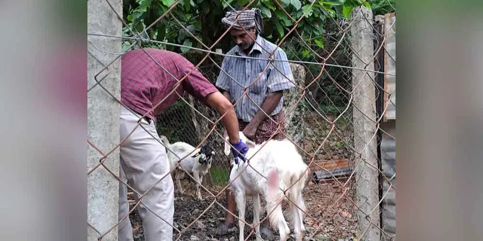 മുതുകുറുശ്ശി-തോടംകുളം-കോഴിയോട് ഭാഗങ്ങളില്‍ തെരുവുനായ ശല്യം രൂക്ഷമാകുന്നു; വീടുകളില്‍ കയറി ആക്രമണം; ആടുകൾക്ക് കടിയേറ്റു