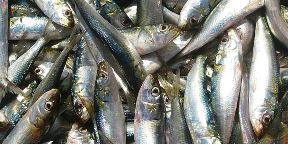 മത്തിയില്ലാതെ മലയാളിയുടെ ഊണുകാലം, സംസ്ഥാനത്ത് മത്തിയുടെ ലഭ്യതയില്‍  ഗണ്യമായ കുറവ്