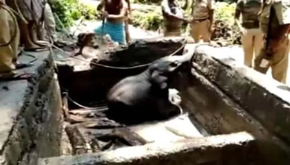 റിസര്‍വോയറില്‍ വീണ ആനക്കുട്ടിയെ രക്ഷപ്പെടുത്തി