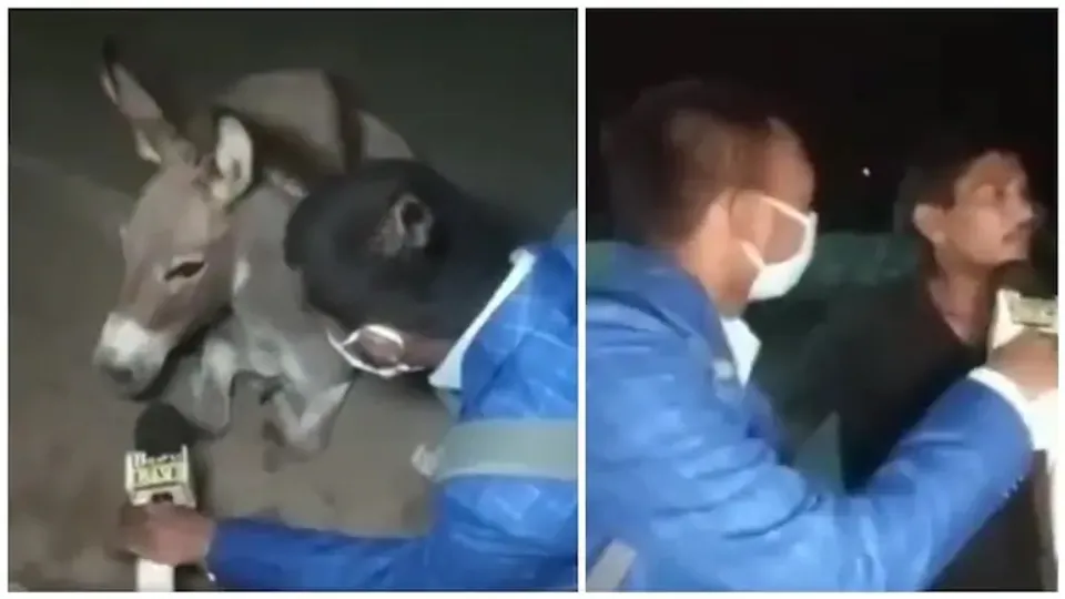 മാസ്‌ക് ധരിക്കാതെ പുറത്തിറങ്ങുന്ന 'കഴുതകളെ' ബോധവല്‍ക്കരിക്കാന്‍ ഒര്‍ജിനല്‍ കഴുതയെ ഇന്റര്‍വ്യൂ ചെയ്ത് റിപ്പോര്‍ട്ടര്‍; വീഡിയോ വൈറല്‍