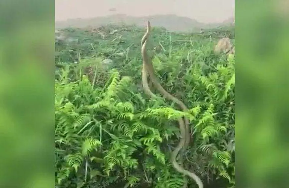 തോട്ടിലെ വെളളത്തില്‍ പരസ്പരം പോരടിച്ച ശേഷം കരയ്ക്ക് കയറിയും ആക്രമണം ! രണ്ട് കൂറ്റന്‍ ചേരകള്‍ തമ്മില്‍ വെളളത്തിലും കരയിലും പൊരിഞ്ഞ പോരാട്ടം -വീഡിയോ