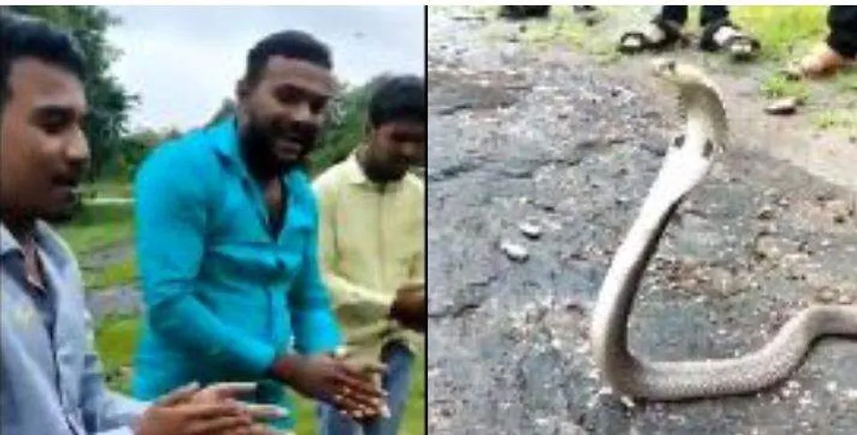 പത്തി വിടര്‍ത്തി നില്‍ക്കുന്ന മൂര്‍ഖന് ചുറ്റും 'ഹാപ്പി ബര്‍ത്ത് ഡേ' പാടി യുവാക്കള്‍ - വീഡിയോ