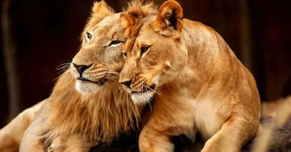 ഗിര്‍ വന്യജീവി സങ്കേതത്തില്‍ സിംഹത്തിന്റെ ആക്രമണത്തില്‍ പതിനഞ്ചു വയസ്സുകാരന് ഗുരുതര പരിക്ക്