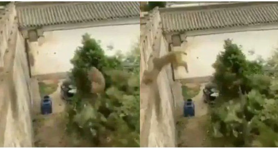 'ബാഹുബലി'യെ വെല്ലുന്ന സാഹസികത, നായകന്‍ പക്ഷേ പ്രഭാസല്ല, ഒരു കുരങ്ങനാണ്‌; വീഡിയോ വൈറല്‍!