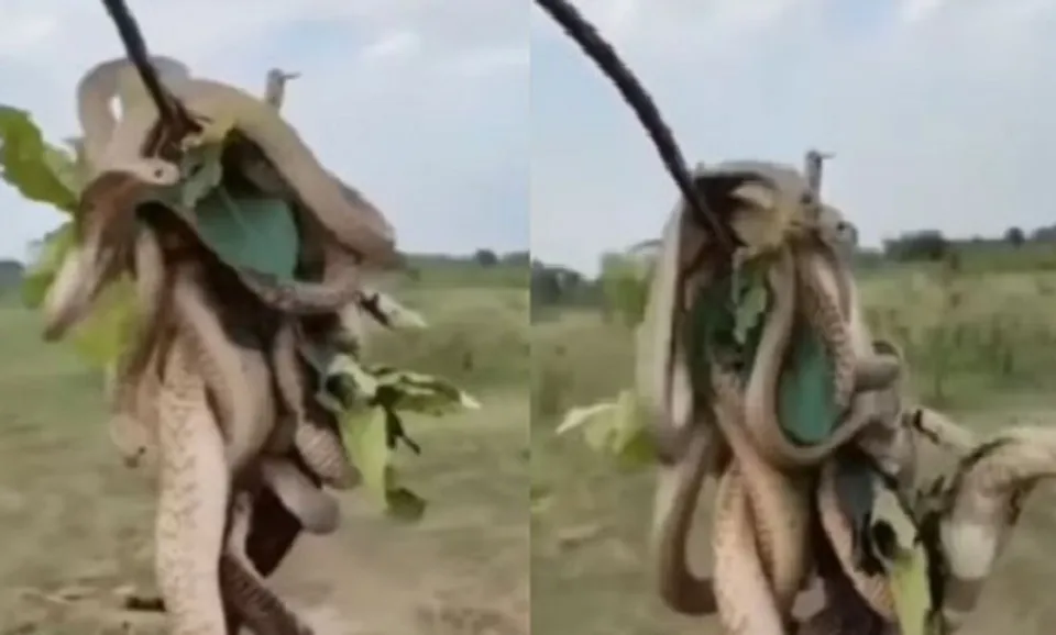 മരം നിറയെ പാമ്പുകള്‍! ഇതാ ഒരു വൈറല്‍ വീഡിയോ