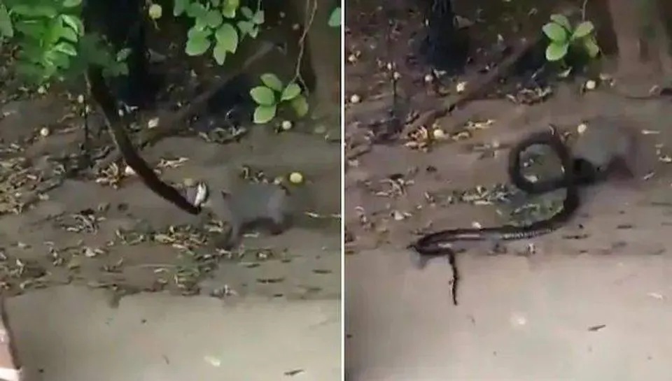 മരത്തിന്റെ മുകളില്‍ കൂറ്റന്‍ പാമ്പ്, ചാടി പിടിച്ച് കീരി; പൊരിഞ്ഞ പോരാട്ടം ( വീഡിയോ)