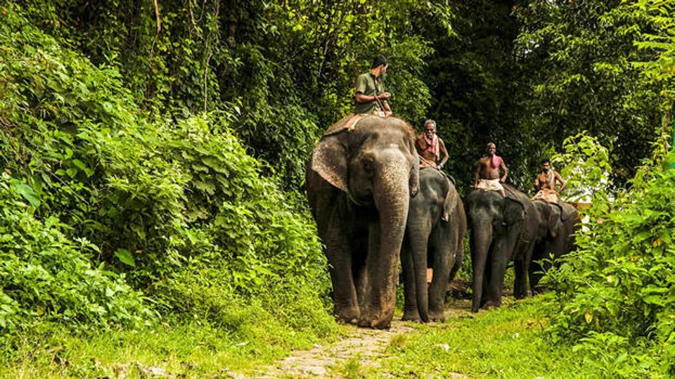 കോടനാട്ടിലെ മൃഗങ്ങളുടെ 'അഭയാരണ്യ'ത്തിലേക്ക് വിനോദ സഞ്ചാരികളുടെ പ്രവാഹം