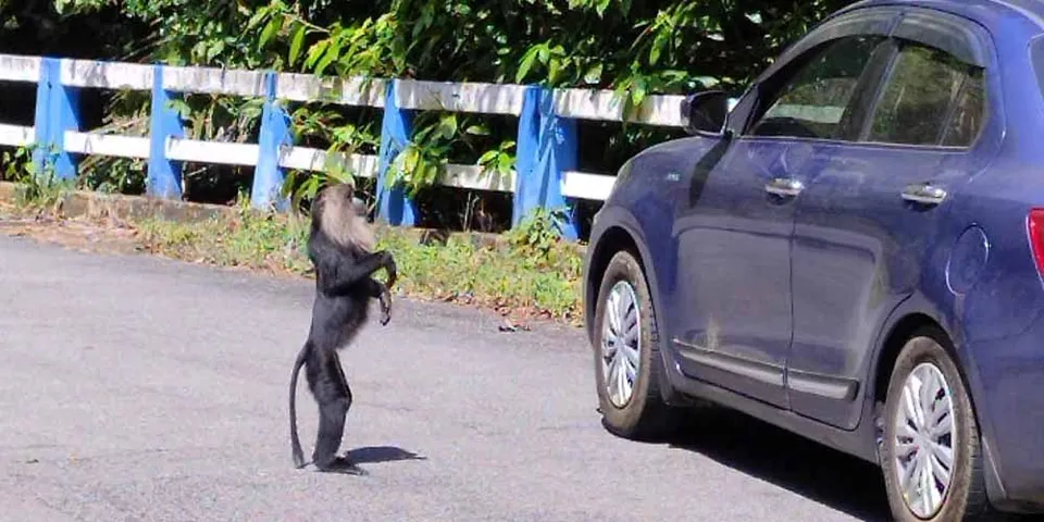 നെല്ലിയാമ്പതി ചുരംപാതയില്‍ സിംഹവാലന്‍ കുരങ്ങുകൾക്ക് പ്ലാസ്റ്റിക്ക് കവറുകളിൽ ഭക്ഷണ സാധനങ്ങൾ നൽകുന്നത് ദുരന്തമാകുമെന്ന മുന്നറിയിപ്പുമായി പരിസ്ഥിതി സംഘടനകൾ  
