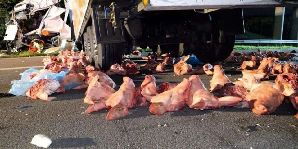 ജര്‍മനിയില്‍ ട്രക്കപകടം ; പന്നിത്തലയുള്‍പ്പടെ മാംസം ഹൈവേയില്‍ ചിതറി വീണു