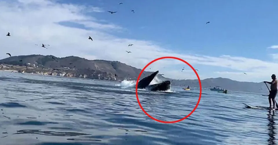 കയാക്കിങ്; ഭീമൻ തിമിംഗലത്തിന്റെ വായിൽ അകപ്പെട്ട് യുവതികൾ; നടുക്കും വിഡിയോ