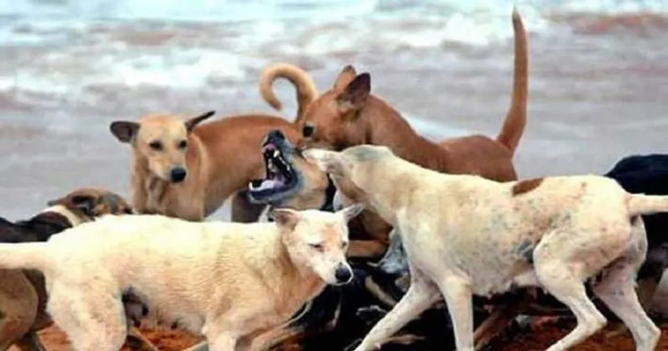 ആ​റ് മാ​സം മു​മ്പ് വ​ള​ർ​ത്തു​നാ​യ കടിച്ചു: കൊല്ലത്ത് പേ ​വി​ഷ​ബാ​ധ​യേ​റ്റ് പ്ര​വാ​സി​ക്ക് ദാരുണാന്ത്യം