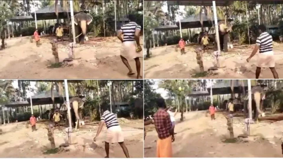 നിങ്ങള്‍ ആന ക്രിക്കറ്റ് കളിക്കുന്നത് കണ്ടിട്ടുണ്ടോ? ഇവന്‍ മിക്ക അന്തരാഷ്ട്ര താരങ്ങളേക്കാള്‍ മികച്ചതാണ്...വീഡിയോ വൈറല്‍