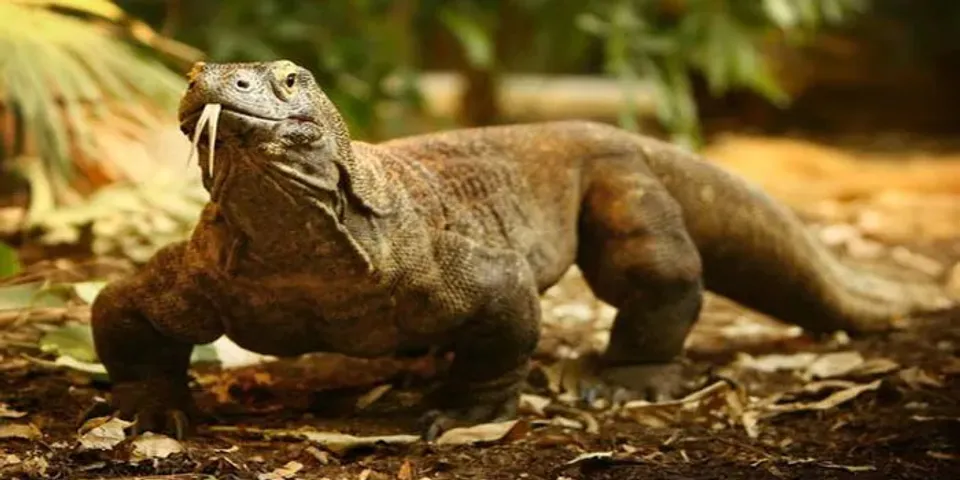 കൊല്ലം അഞ്ചലിൽ പച്ചമുളകെടുക്കാൻ ചാക്കഴിച്ചപ്പോൾ ഉള്ളിൽ ഉടുമ്പ്: ഉടുമ്പ് ചാടി റോഡിലേക്ക് പാഞ്ഞു