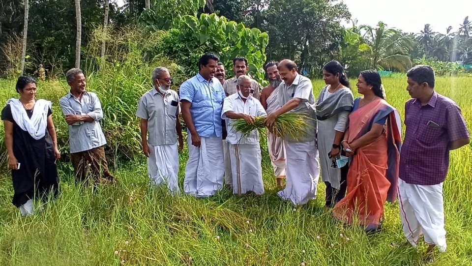 ശബരിമല സന്നിധാനത്ത് നിറപുത്തരിയ്ക്കായുള്ള ഒരുക്കങ്ങൾ തുടങ്ങി ; ഐശ്വര്യത്തിന്റെ നെൽക്കതിർ ചെട്ടികുളങ്ങരയിൽ നിന്ന്