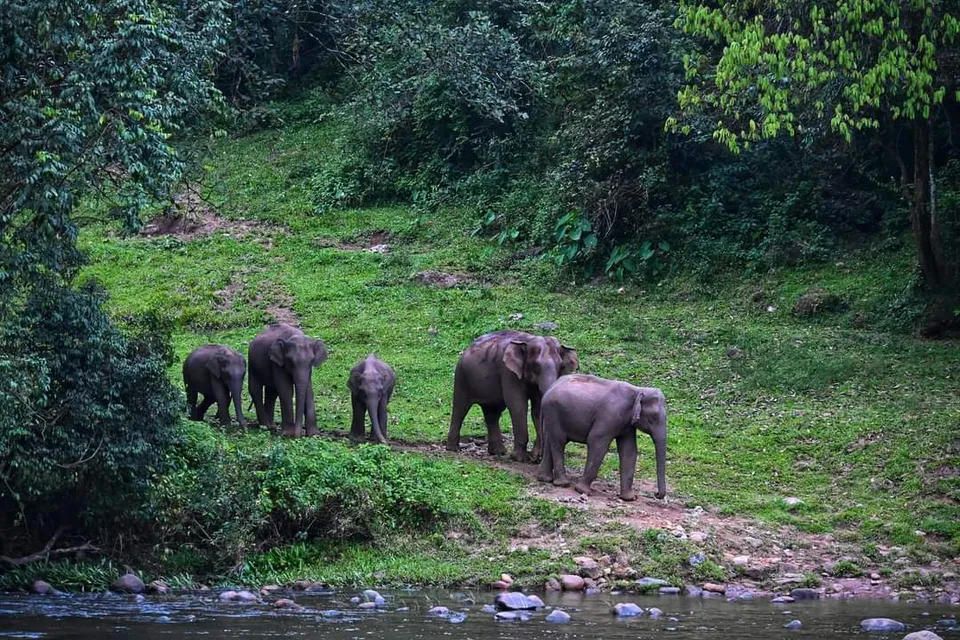 കാട്ടാനകളുടെ ഒരു വിസ്മയലോകം, മലമേടുകൾക്കിടയിൽ കാടും കൃഷിയും ഇടകലർന്ന ഗ്രാമം, ഇടുക്കിയുടെ സുന്ദരി 'ആനക്കുളം'; ഇത് കാട്ടാനകളുടെ ബിവറേജ്