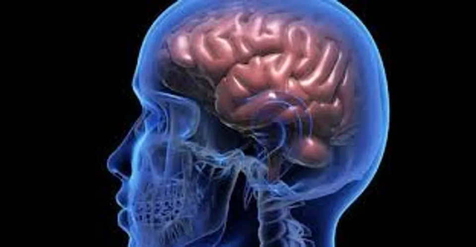 തലച്ചോറിന്റെ ആരോഗ്യത്തിന് സഹായിക്കുന്ന വിറ്റാമിനുകള്‍ ഏതൊക്കെയെന്ന് അറിയാം..