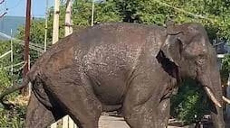 തമിഴ്നാട് സർക്കാർ നടപടി; ആന ജനവാസമേഖലയിൽ ഇറങ്ങിയതോടെ അരിക്കൊമ്പനെ വീണ്ടും മയക്കുവെടിവെച്ചു