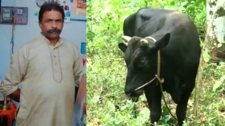 മാറ്റി കെട്ടുന്നതിനിടെ വളർത്തുകാളയുടെ കുത്തേറ്റ് ഗൃഹനാഥന് ദാരുണാന്ത്യം; ഭാര്യയ്ക്ക് ഗുരുതര പരിക്ക്