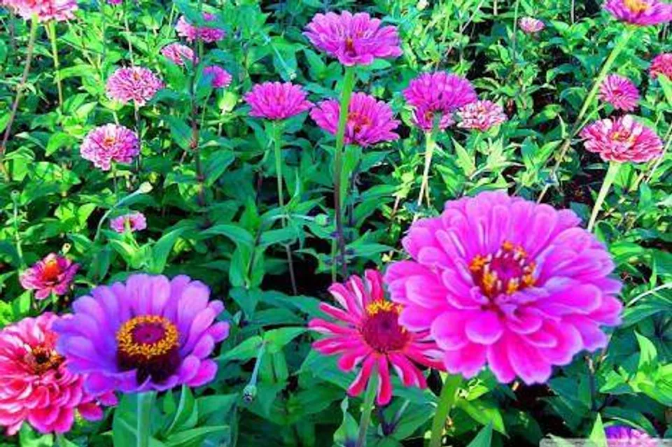 സിനിയ മഴക്കാലത്തും മഞ്ഞുകാലത്തും ഒരു പോലെ വളര്‍ത്താം