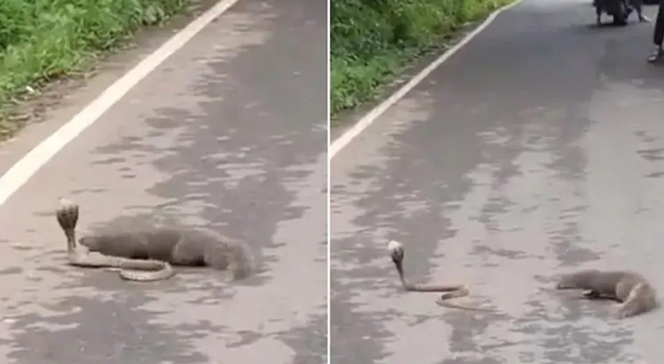 പാമ്പും കീരിയും തമ്മിലുള്ള ഏറ്റുമുട്ടല്‍ കണ്ടിട്ടുണ്ടോ ? ഇതാ, ഒരു പൊരിഞ്ഞ യുദ്ധത്തിന്റെ വീഡിയോ; ഒടുവില്‍ ജയിച്ചത്...