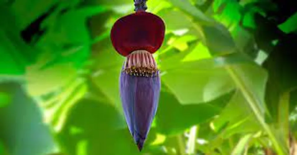 വാഴക്കൂമ്പിന്റെ ആരോ​ഗ്യ ​ഗുണങ്ങൾ എന്തൊക്കെയാണെന്ന് നോക്കാം....