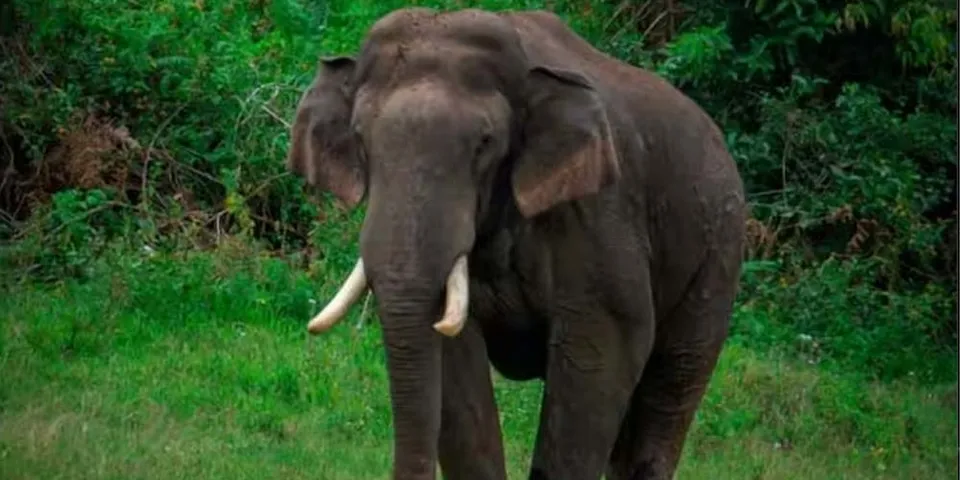 അരിക്കൊമ്പൻ മേഘമലയിൽ; പെരിയാർ കടുവ സങ്കേതത്തിലേക്ക് നീങ്ങുന്നതായി സൂചന
