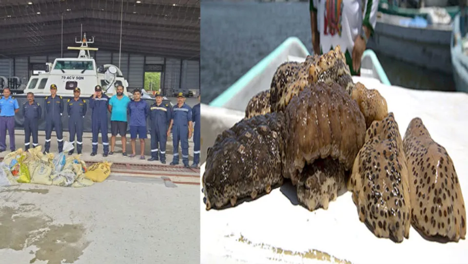 കടൽ വെള്ളരി വേട്ട : പിടിച്ചെടുത്തത് മൂന്ന് കോടിയുടെ കടൽ വെള്ളരി