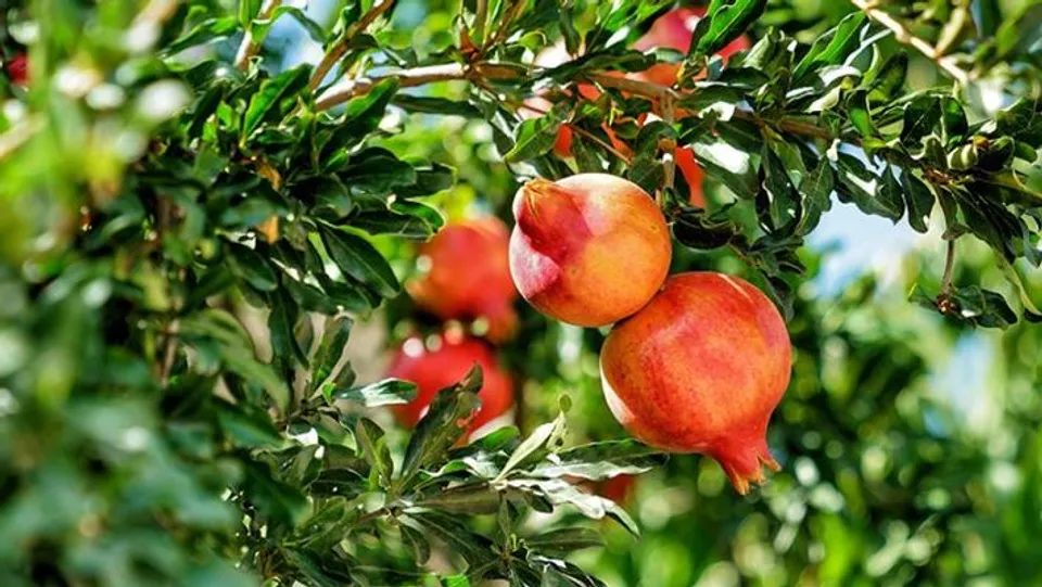 വെറും ഭംഗി മാത്രമല്ല, മാതളം ഒരു ഔഷധം കൂടിയാണ്; മാതളത്തില്‍ നിന്നു ലാഭം കൊയ്യാം