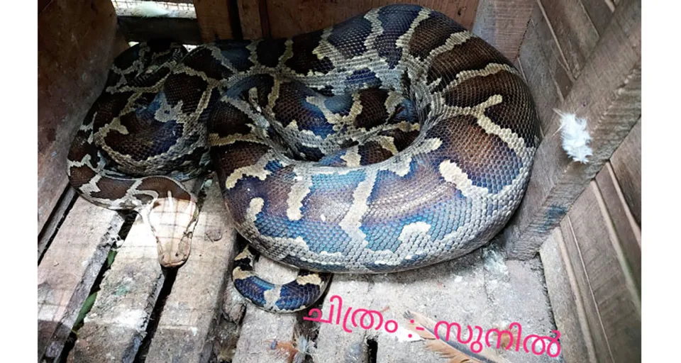 ഏഴാച്ചേരി തുണ്ടത്തിൽ അഗസ്റ്റിൻ്റെ വീട്ടിലെ കോഴിക്കൂട്ടിൽ പെരുമ്പാമ്പ് - കാണാനുള്ള ആകാംക്ഷയുമായി നാട്ടുകാർ