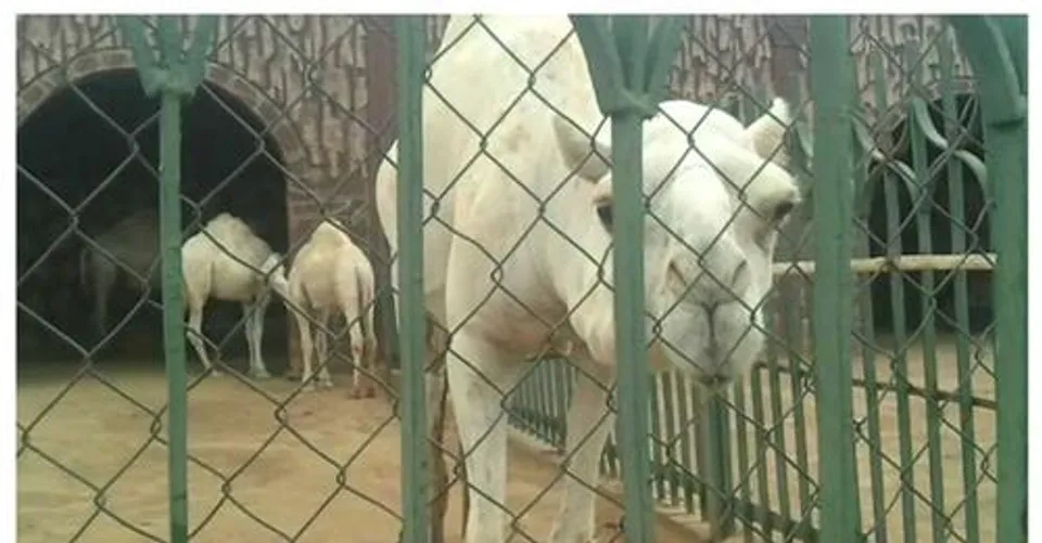 സൗദിയില്‍ പുതിയതായി 16 മൃഗശാലകള്‍ കൂടി സ്ഥാപിക്കും