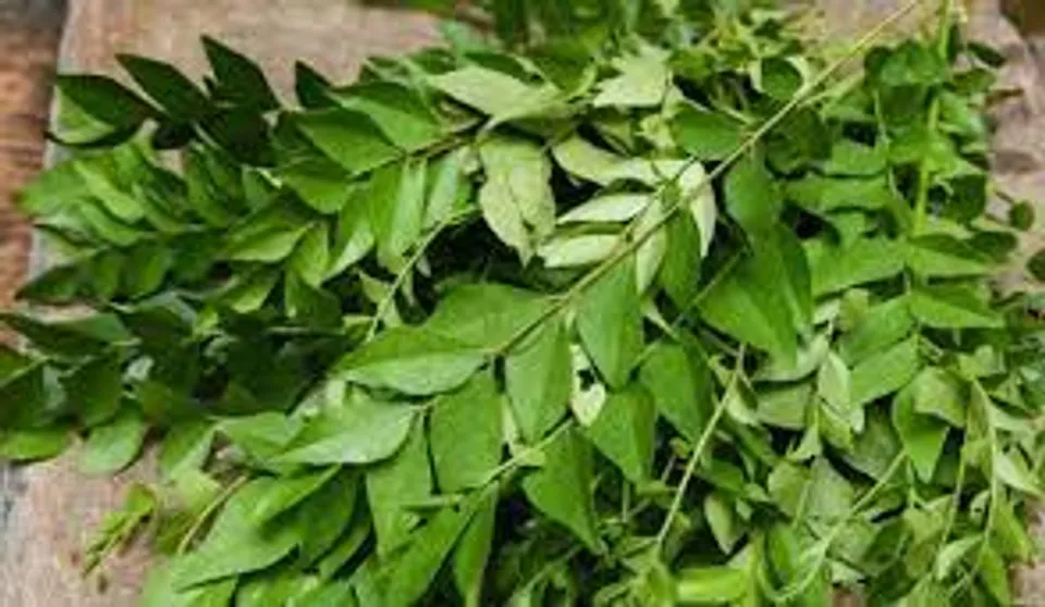 വെറും വയറ്റിൽ കറിവേപ്പില ചവച്ചരച്ച് കഴിക്കുന്ന കൊണ്ടുള്ള ഗുണങ്ങള്‍ എന്തൊക്കെയാണെന്ന് നോക്കാം... 