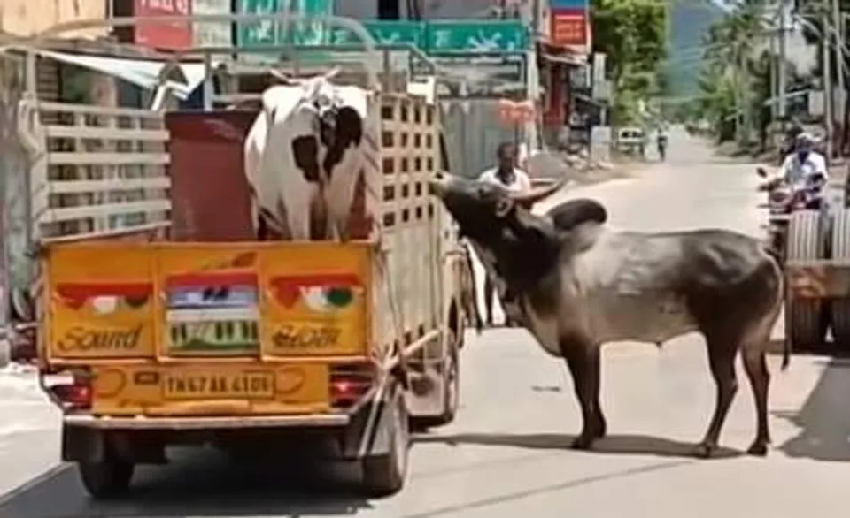 അമ്പലത്തില്‍ നടയിരുത്തിയ കാളയും സമീപത്തുള്ള കര്‍ഷകന്റെ വീട്ടിലെ പശുവും തമ്മിലുള്ള അഗാധ സൗഹൃദം സോഷ്യല്‍ മീഡിയയില്‍ വൈറല്‍ !