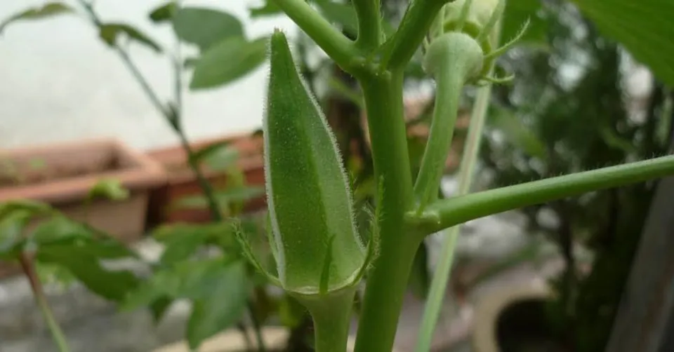 ഏതു കാലാവസ്ഥയിലും നല്ല വിളവ് തരുന്ന വെണ്ട വേനല്‍ക്കാലത്തും കൃഷി ചെയ്യാം