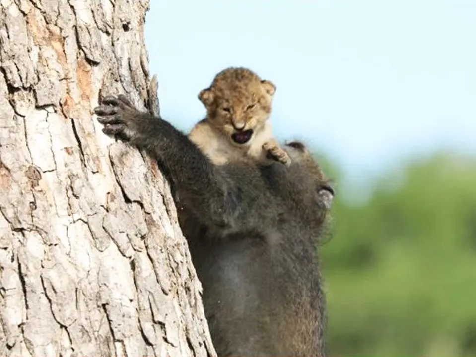 അപൂർവ്വമായൊരു കാഴ്ച !! സിംഹക്കുട്ടിയെ തട്ടിയെടുത്ത് ലാളിക്കുന്ന വാനരൻ !