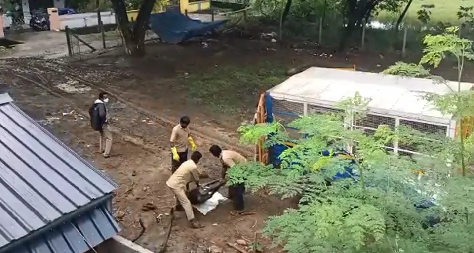 പാലക്കാട് കൽവാകുളത്തെ സ്വകാര്യ വ്യക്തിയുടെ തൊടിയില്‍ സംരക്ഷിച്ചിരുന്ന രണ്ടു പോത്തുകൾ കൂടി ചത്തു ! നഗരസഭയും പോത്തും പരിസരവാസികളും പെട്ടു...