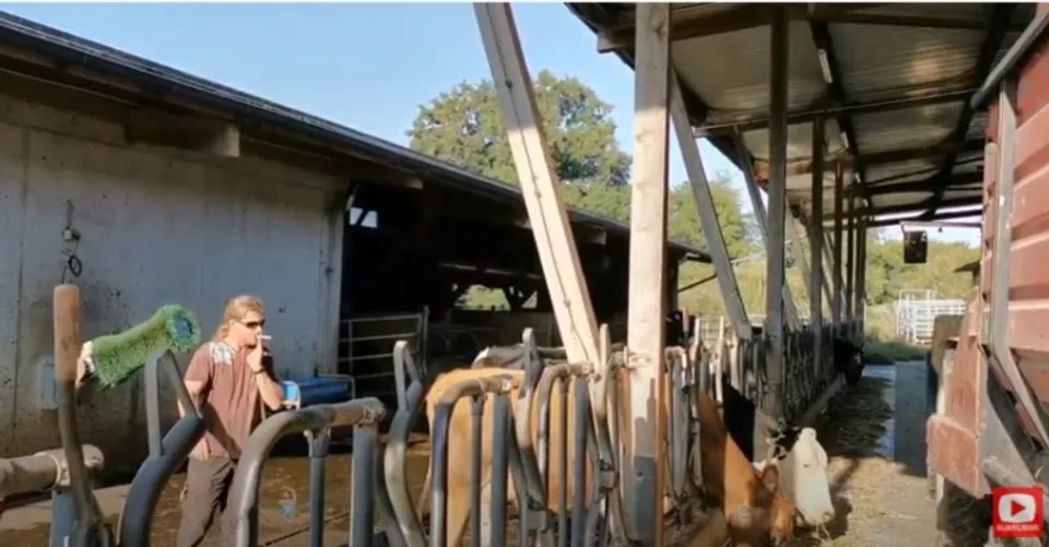 ആല്‍പ്‌സിന്റെ മണിനാദം!  സ്വിസ്സ് ബ്രൗൺ പശുക്കളെക്കുറിച്ചുള്ള ഹ്രസ്വചിത്രം വൈറല്‍