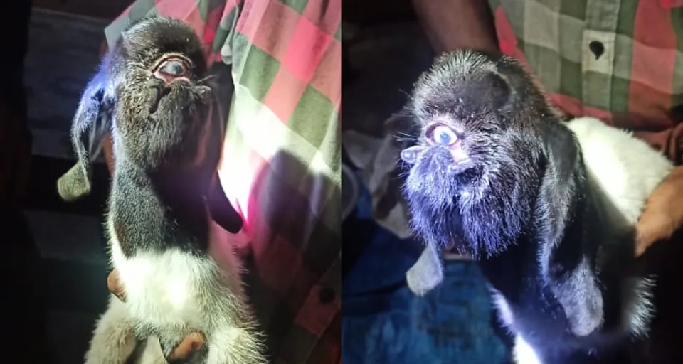 അരീക്കരയിൽ നെറുകയിൽ ഒരു കണ്ണും മൂക്കിന്റെ സ്ഥാനത്ത് വായുമായി ആട്ടിൻകുഞ്ഞ് പിറന്നു