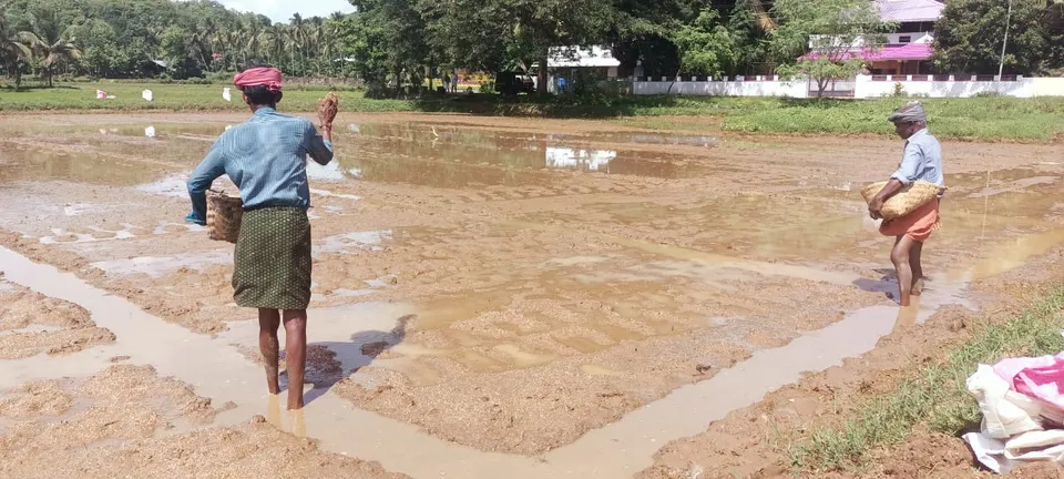 അയിലൂര്‍ കൃഷിഭവനു കീഴിലുള്ള കരിങ്കുളം, പുത്തൻത്തറ, തിരുവഴിയാട് പാടശേഖരങ്ങളില്‍ ഒന്നാം വിള നെൽകൃഷിക്കായി ഞാറ്റടി തയ്യാറാക്കി